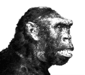 volution de l'homme